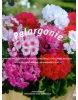 Pelargonie (Mia Esserová)