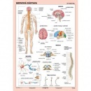 A4 karta - Nervová sústava