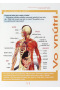 Detská obrázková encyklopédia Ľudské telo